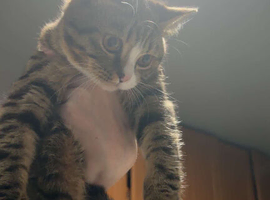 British short hair x bengal male kitten
