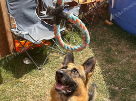 German shepherd