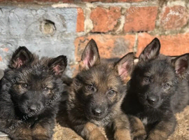 German Shepherd Puppies For Sale