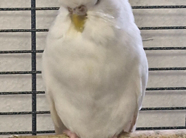 Exposition Budgies