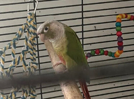Pineapple Green Cheek Conure FOR SALE