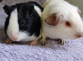 Baby Boy Guinea Pigs