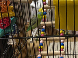 Parrotlet