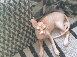 Last little male Canadian Sphynx kitten &pound;400