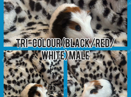 3 baby male crested guinea pigs
