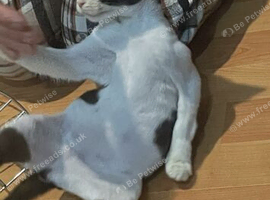 Beautiful 3-Month-Old Boy Kitten