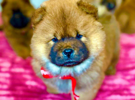 Amazing puppies