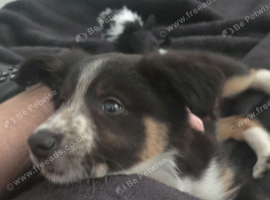 Border collie puppy for rehome