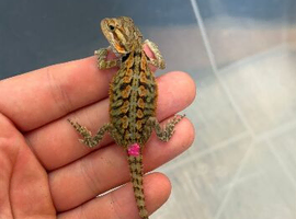 STUNNING BEARDIE READY NOW