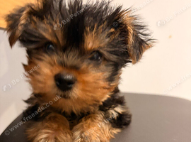 YORKSHIRE TERRIER ONLY BOY