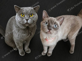 Male and Female For Sale