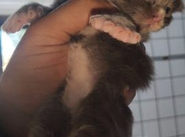 CHAMPION LINE xxl cubs