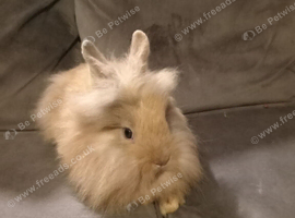 4 mini lion lops ready now
