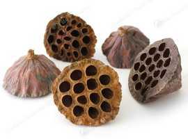 X10 Small Lotus Pods Natural Botanical For Aquarium Shrimp, Snails, Plecos