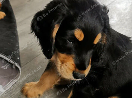 Cockapoo (2 girls, 1 boy)