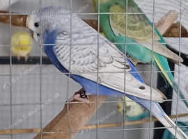 Budgie breeder. Various rare and uncommon mutations