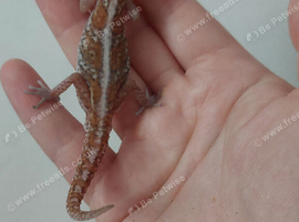 Male Pictus geckos