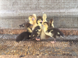 5 Muscovy Ducklings Available