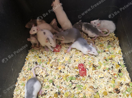 Dumbo rats