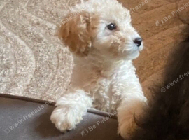 Ttoodle