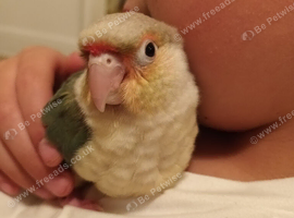 Silly tame conure