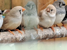 Zebra finch for sale