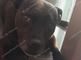 Staffie