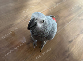 Molly parrot