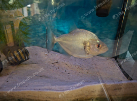 piranha (unknown gender)