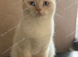Gorgeous cream point BSH GIRL