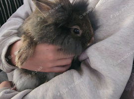 2 lionheads