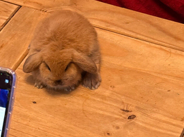 Mini lops babies