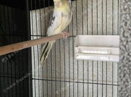 Handsome Adult Male Cockatiel (Pied Mutation) &ndash; Proven Breeder