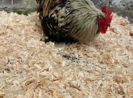 Pekin cockerel