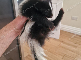 Skunk kit female very tame