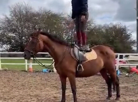 Irish sports mare looking for new