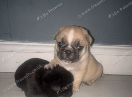 Stunning chunky pug puppies