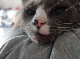Cat for sale