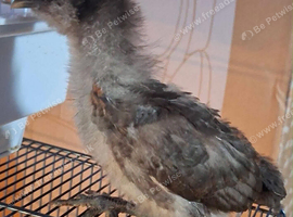 Silkie x copper maran chicks