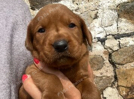 Foxred Health Tested Labrador puppies