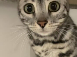 Beautiful bengal girl needs a home asap