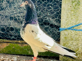 High flyer Teddy pigeon