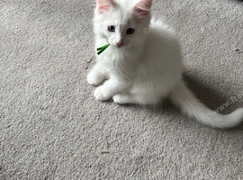 Maine Coon kittens