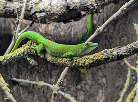 1 male and 3 female group of giant day geckos