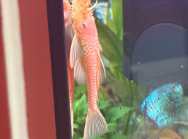 Proven lemon bristlenose pair