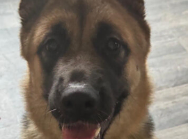 1 year old female shepkita