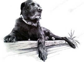 Pet Portrait Artist Bournemouth