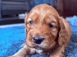 Fox red & Golden Cockerspaniel Pups