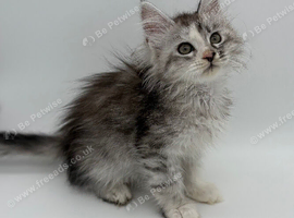 LAST 2 MAINE COON KITTENS