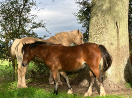 Eye catching Welsh Section C yearling filly to make 13.2hh